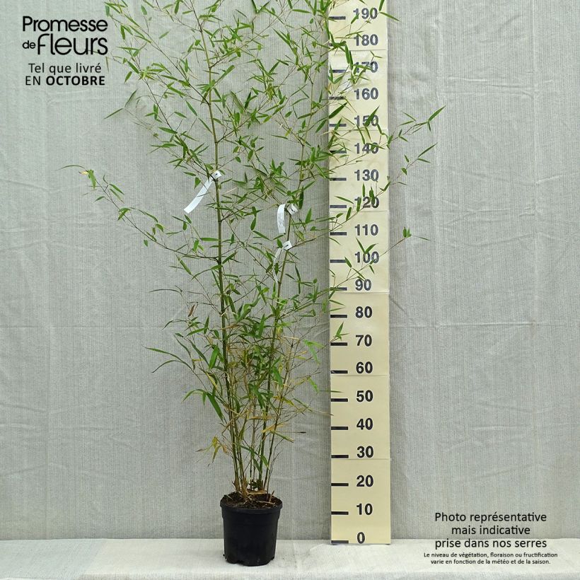 Amostra de Phyllostachys atrovaginata Green Perfume Vaso de 4 L/5 L tal como entregue no outono