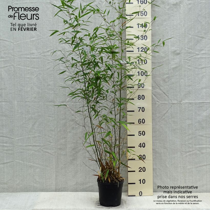 Amostra de Phyllostachys atrovaginata Green Perfume Vaso de 4 L/5 L tal como entregue no inverno