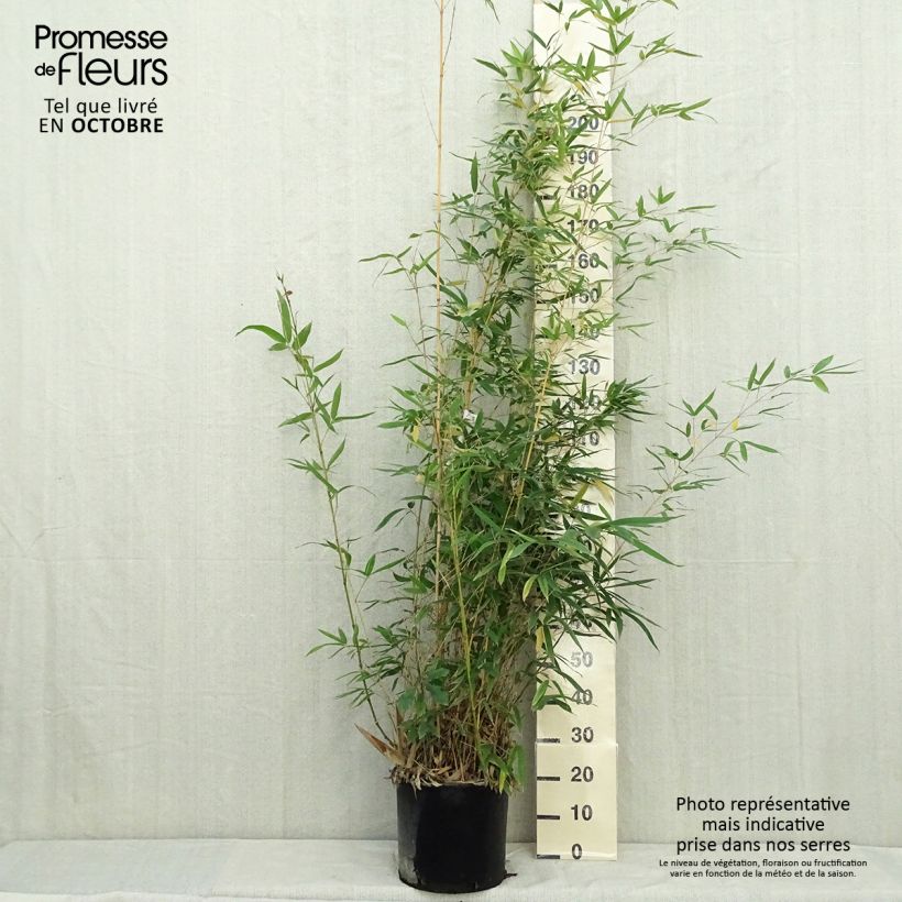 Amostra de Phyllostachys aurea Holochrysa Vaso de 12 L/15 L tal como entregue no outono