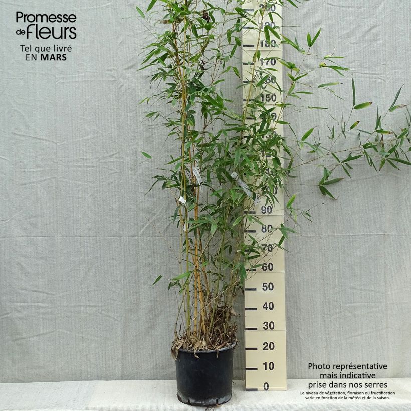 Amostra de Phyllostachys aurea Holochrysa Vaso de 12 L/15 L tal como entregue na primavera
