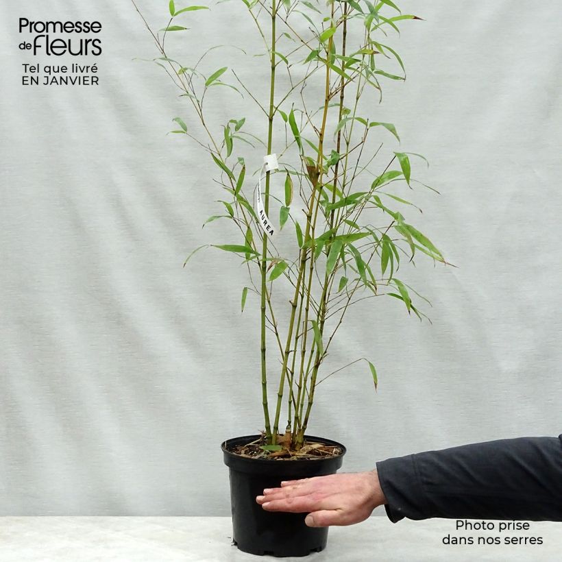 Amostra de Bambou doré - Phyllostachys aurea Vaso de 4 L/5 L tal como entregue no inverno
