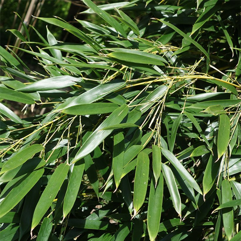 Phyllostachys aureosulcata Alata (Folhagem)