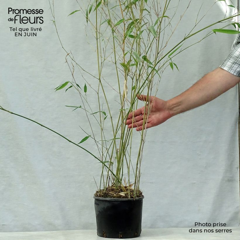 Amostra de Phyllostachys aureosulcata Alata Vaso de 4 L/5 L tal como entregue no verão