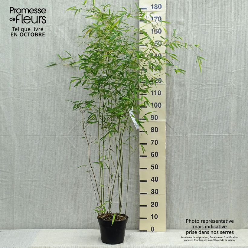 Amostra de Phyllostachys aureosulcata Alata Vaso de 4 L/5 L tal como entregue no outono