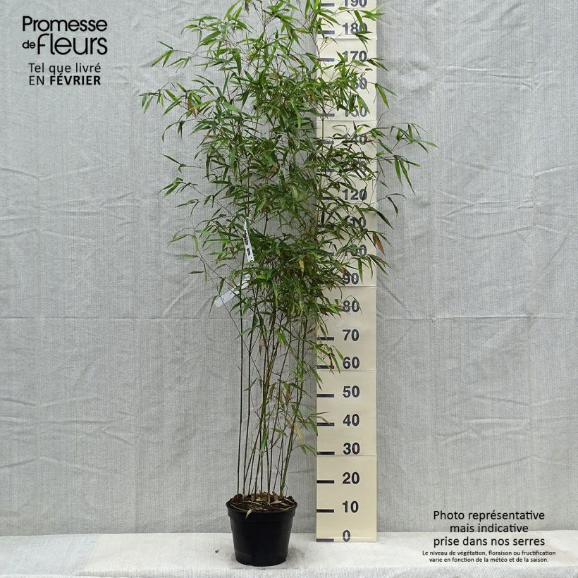 Amostra de Phyllostachys aureosulcata Alata - Bambou moyen Vaso de 4 L/5 L tal como entregue no inverno