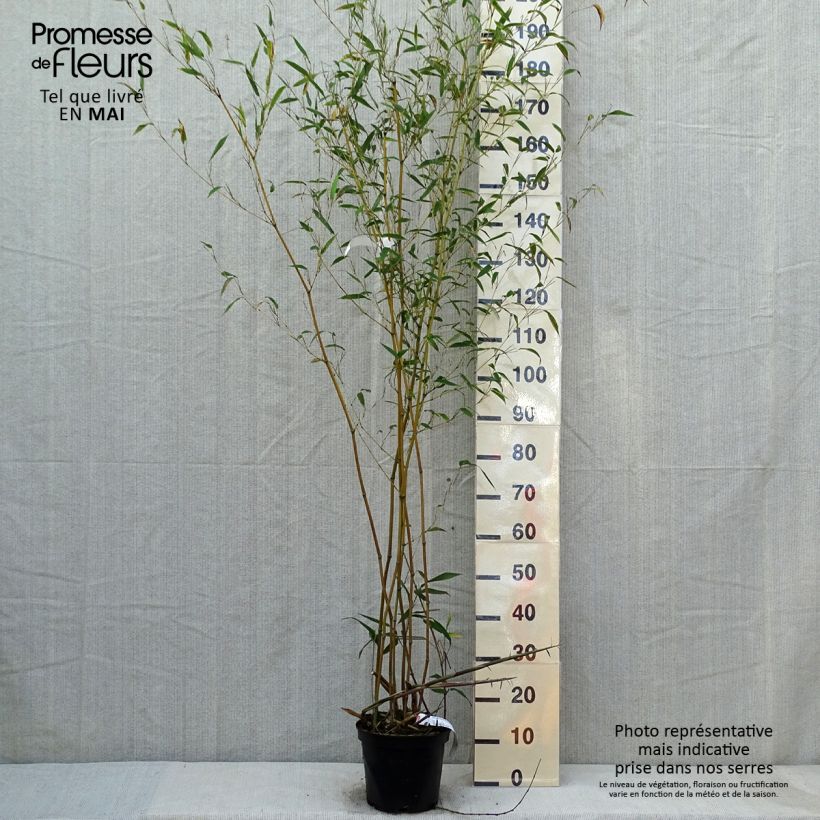 Amostra de Phyllostachys aureosulcata Alata Vaso de 4 L/5 L tal como entregue na primavera