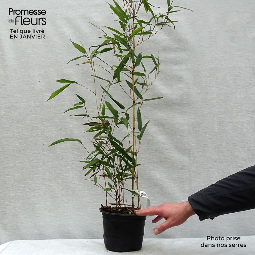 Amostra de Bambou jaune - Phyllostachys aureosulcata Aureocaulis Vaso de 2 L/3 L tal como entregue no inverno
