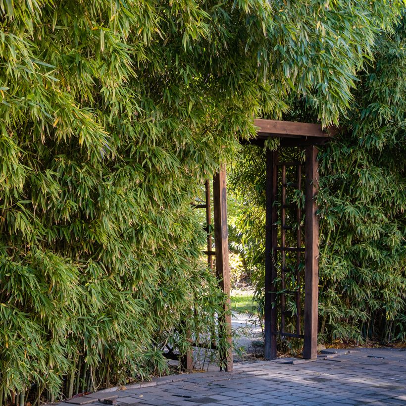 Phyllostachys aureosulcata (Hábito)