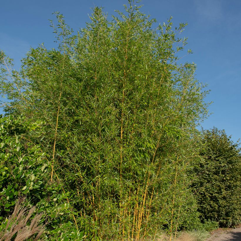 Phyllostachys aureosulcata Spectabilis (Hábito)