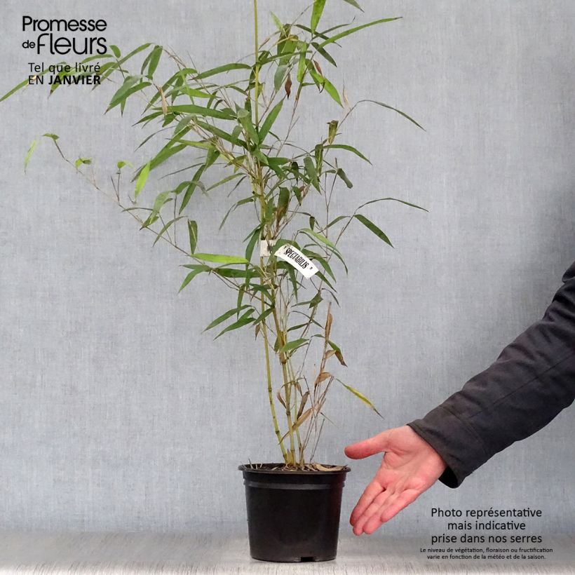 Amostra de Phyllostachys aureosulcata Spectabilis - Bambou moyen Vaso de 2 L/3 L tal como entregue no inverno