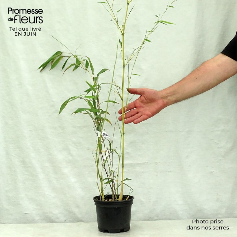 Amostra de Phyllostachys aureosulcata Spectabilis Vaso de 2 L/3 L tal como entregue no verão