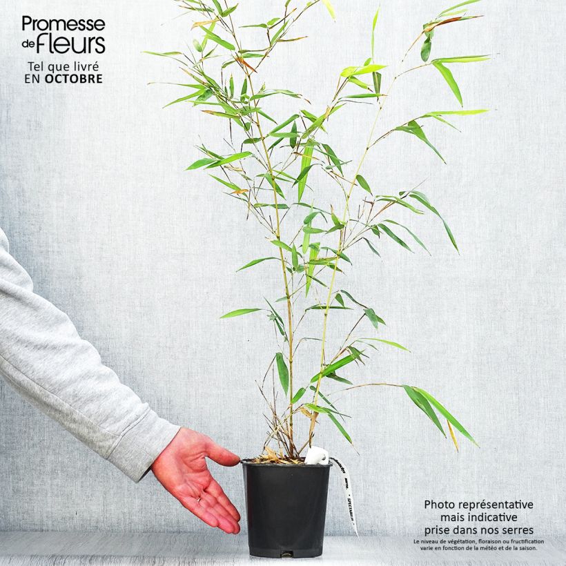 Amostra de Phyllostachys aureosulcata Spectabilis Vaso de 2 L/3 L tal como entregue no outono