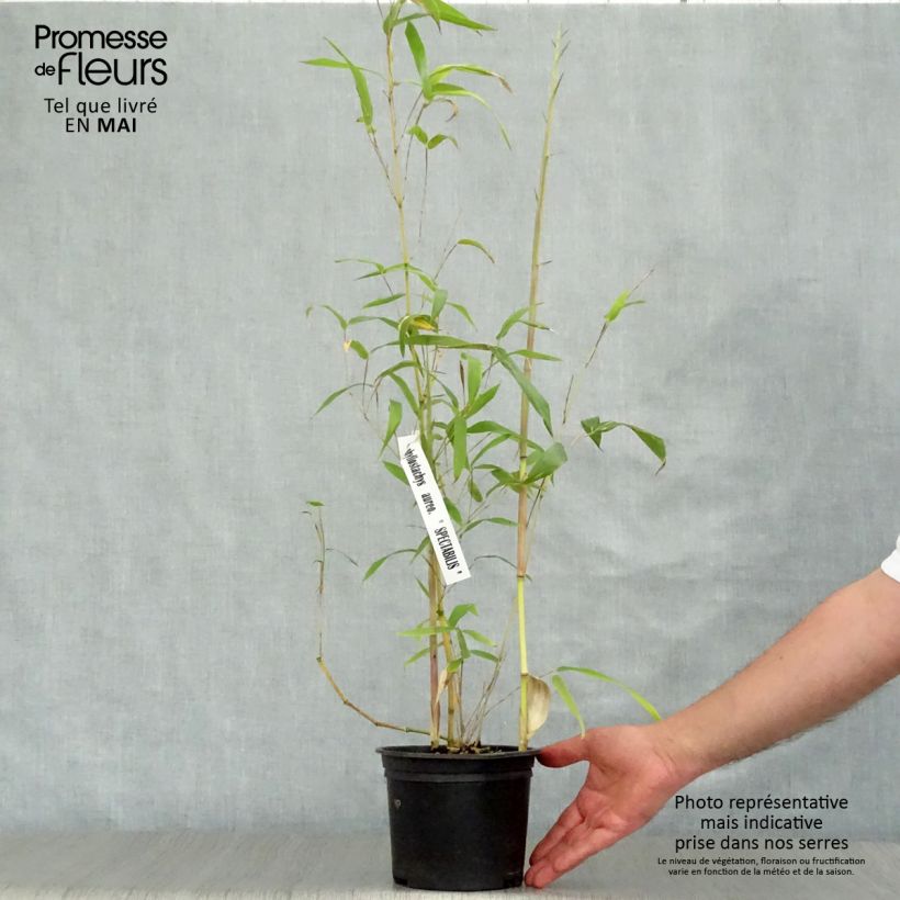 Amostra de Phyllostachys aureosulcata Spectabilis Vaso de 2 L/3 L tal como entregue na primavera