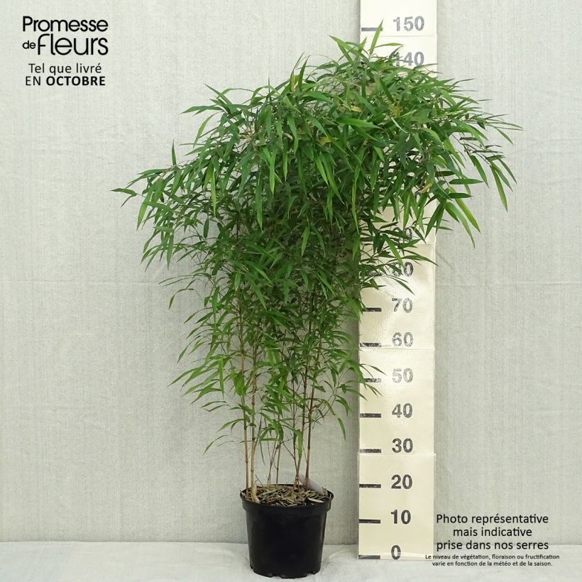 Amostra de Phyllostachys aureosulcata Spectabilis Vaso de 4 L/5 L tal como entregue no outono