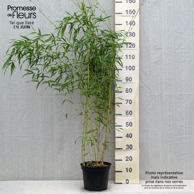 Amostra de Phyllostachys aureosulcata Spectabilis Vaso de 4 L/5 L tal como entregue no verão