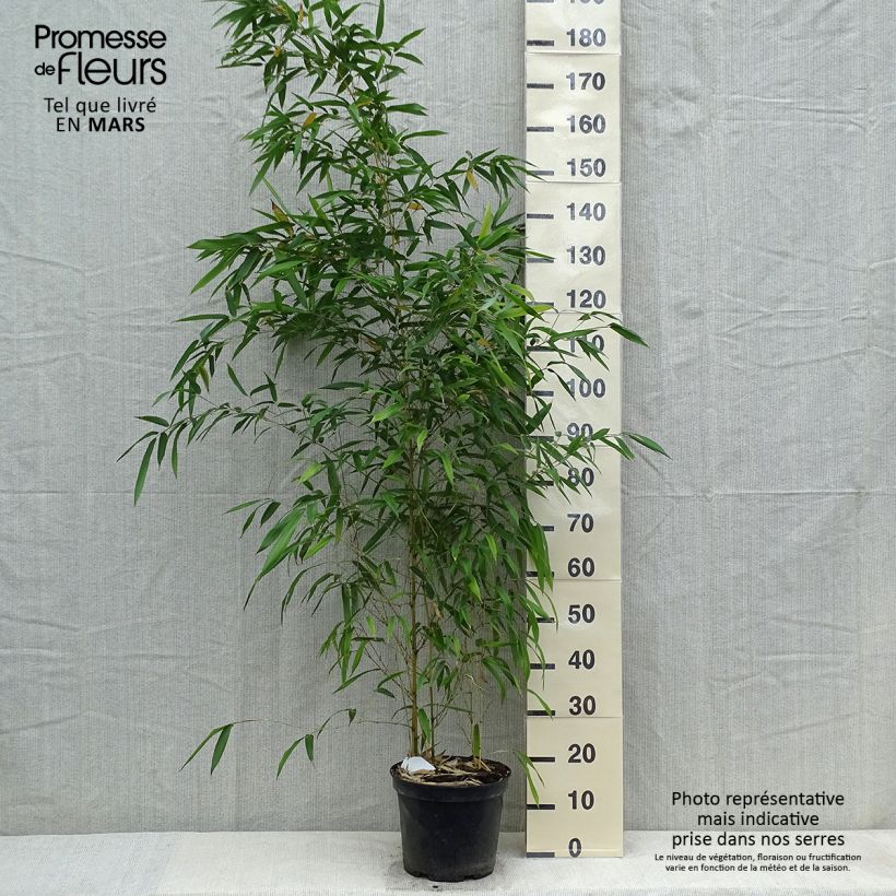 Amostra de Phyllostachys aureosulcata Spectabilis Vaso de 4 L/5 L tal como entregue na primavera