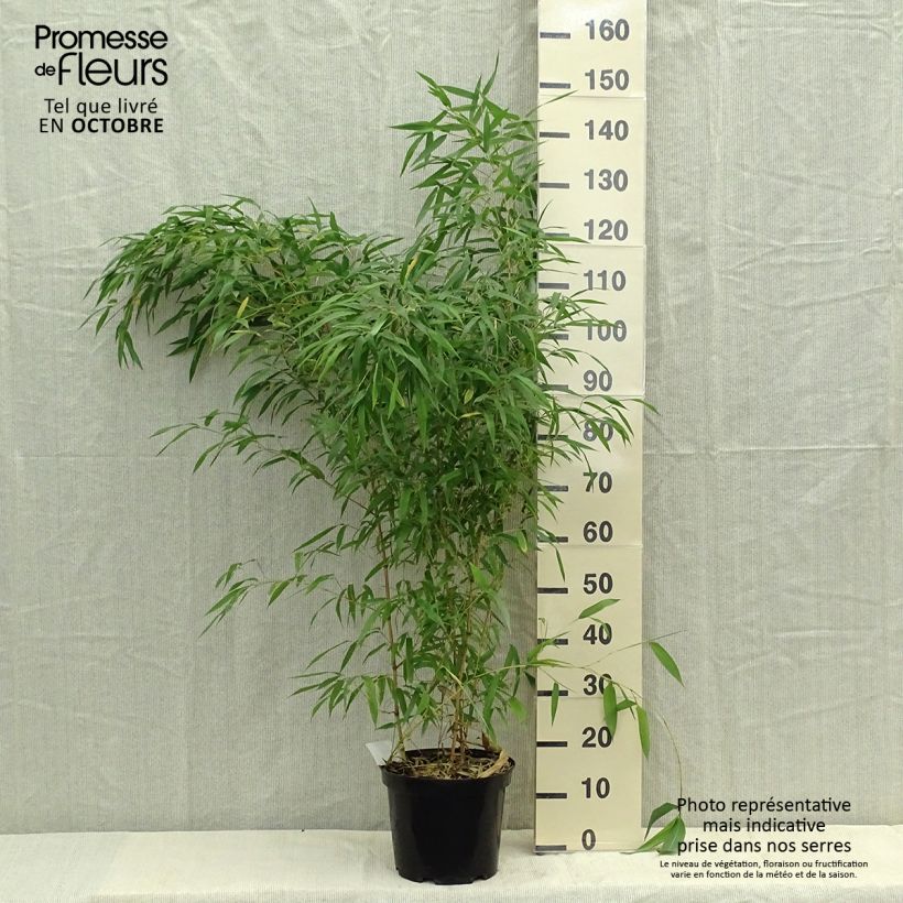 Amostra de Phyllostachys aureosulcata Spectabilis Vaso de 7,5 L/10 L tal como entregue no outono