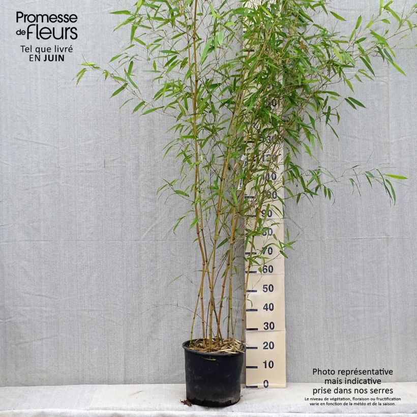 Amostra de Phyllostachys aureosulcata Spectabilis Vaso de 7,5 L/10 L tal como entregue no verão