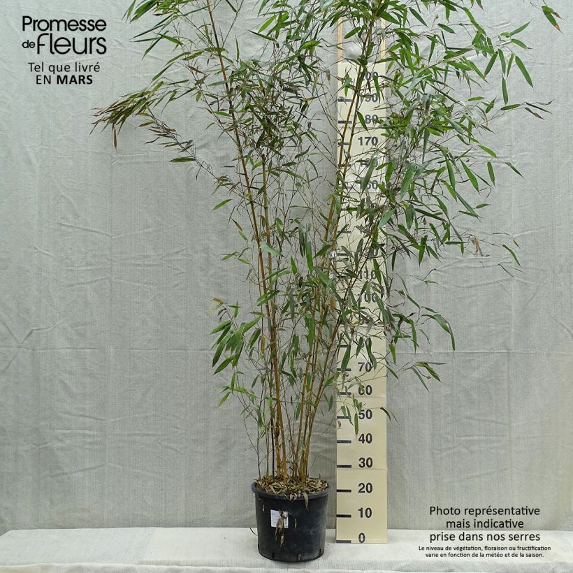 Amostra de Phyllostachys aureosulcata Spectabilis Vaso de 7,5 L/10 L tal como entregue na primavera