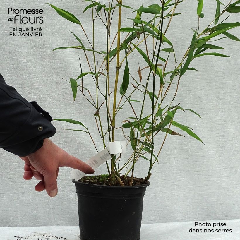 Amostra de Bambou - Phyllostachys bissetii  Vaso de 2 L/3 L tal como entregue no inverno