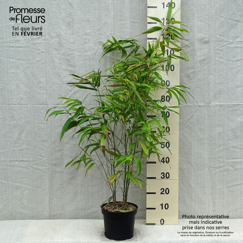 Amostra de Phyllostachys edulis (= pubescens) - Bambou géant Vaso de 4 L/5 L tal como entregue no inverno