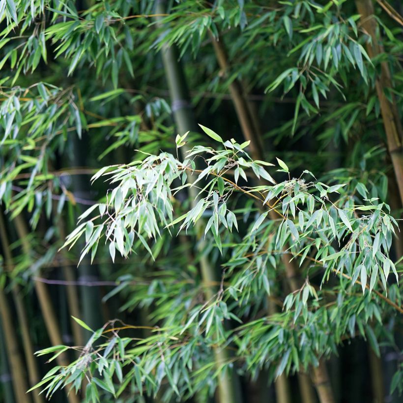 Phyllostachys edulis (Folhagem)