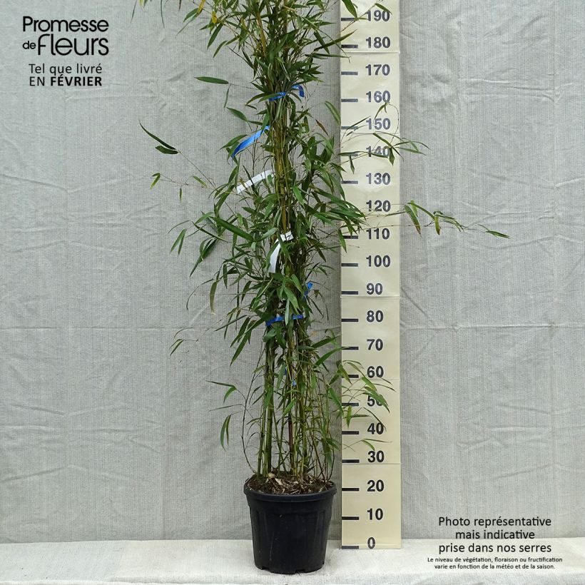 Amostra de Phyllostachys flexuosa - Bambou moyen Vaso de 12 L/15 L tal como entregue no inverno