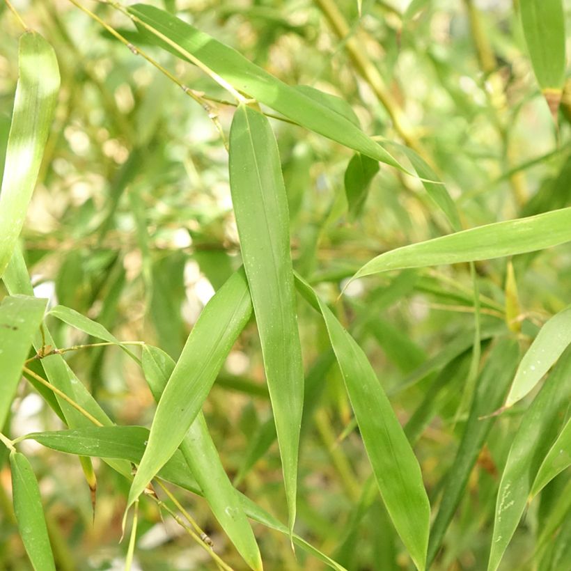 Phyllostachys flexuosa (Folhagem)