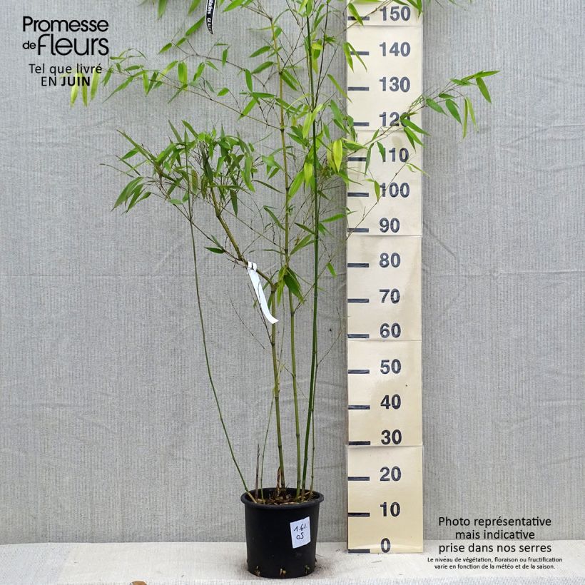 Amostra de Phyllostachys glauca Vaso de 4 L/5 L tal como entregue no verão