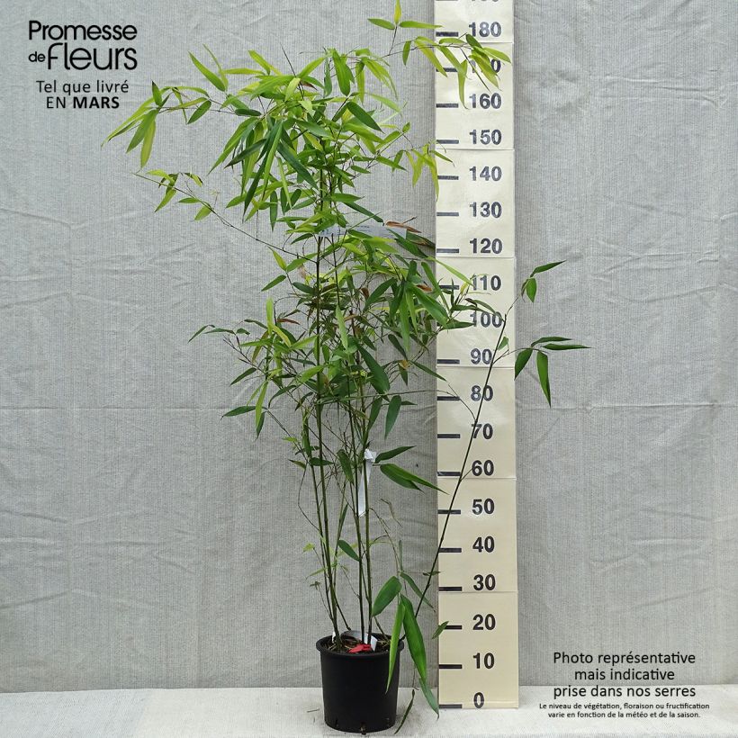 Amostra de Phyllostachys glauca Vaso de 4 L/5 L tal como entregue na primavera
