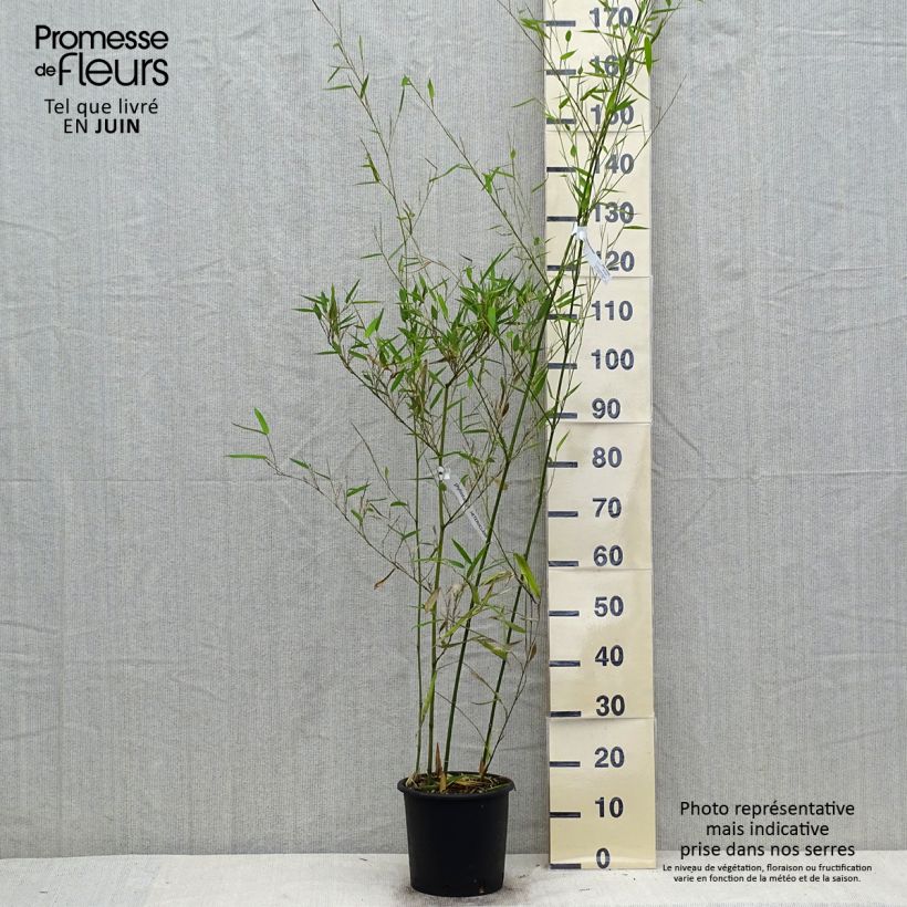 Amostra de Phyllostachys heteroclada Vaso de 4 L/5 L tal como entregue no verão