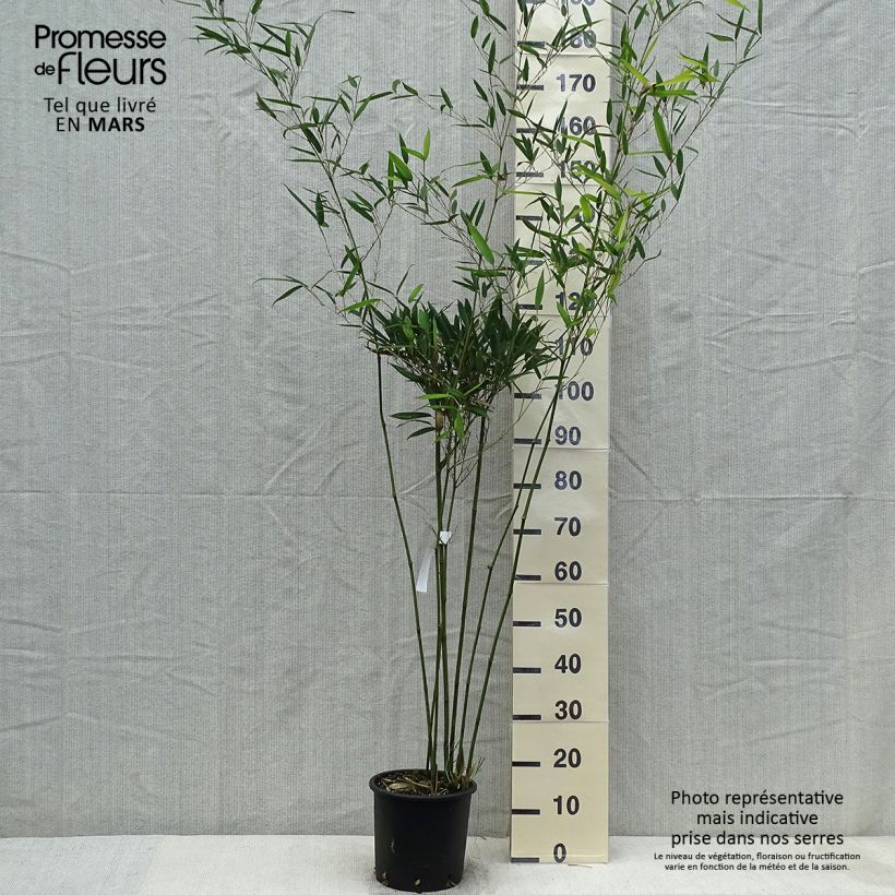 Amostra de Phyllostachys heteroclada Vaso de 4 L/5 L tal como entregue na primavera