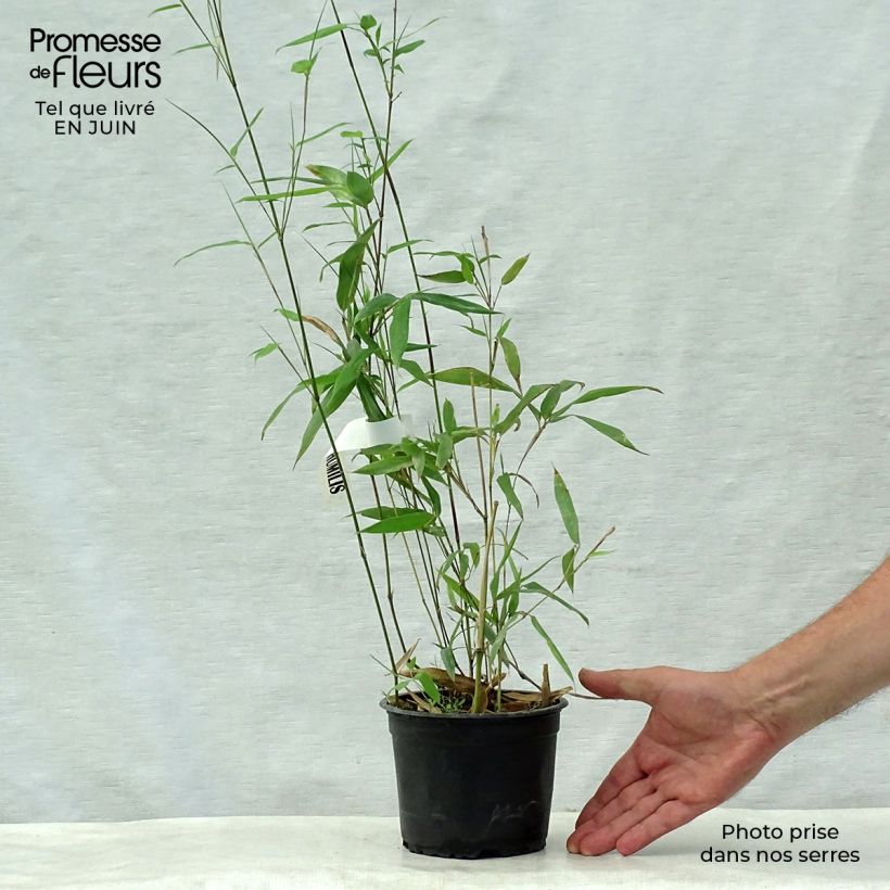 Amostra de Phyllostachys humilis Vaso de 2 L/3 L tal como entregue no verão