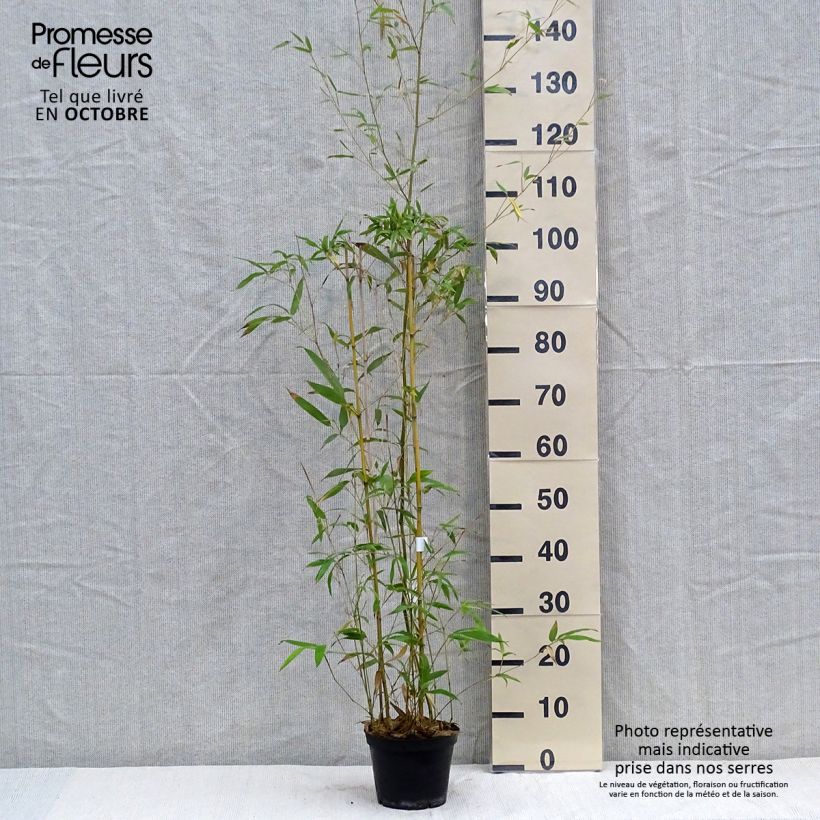 Amostra de Phyllostachys humilis Vaso de 2 L/3 L tal como entregue no outono