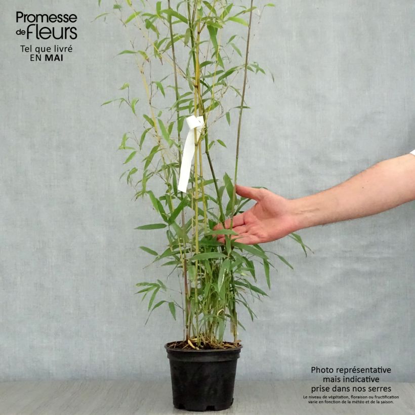 Amostra de Phyllostachys humilis Vaso de 2 L/3 L tal como entregue na primavera
