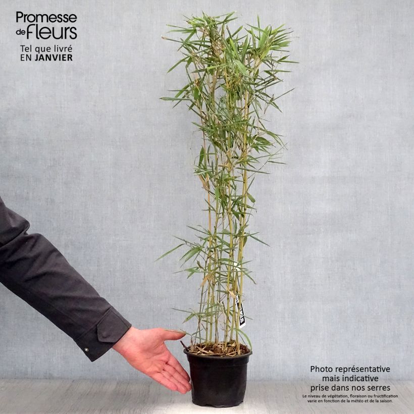 Amostra de Phyllostachys humilis - Bambou moyen Vaso de 2 L/3 L tal como entregue no inverno