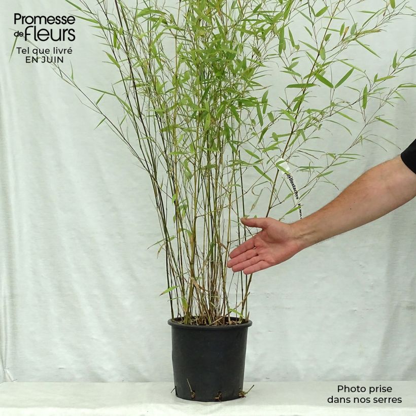 Amostra de Phyllostachys humilis Vaso de 4 L/5 L tal como entregue no verão