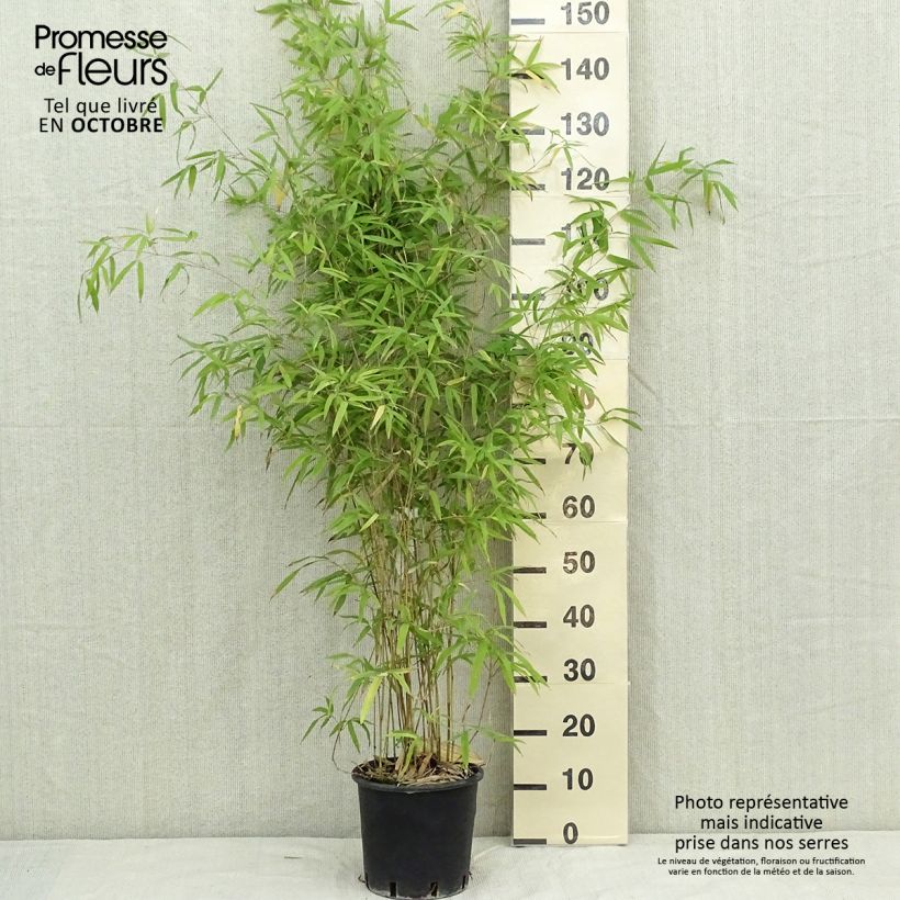 Amostra de Phyllostachys humilis Vaso de 4 L/5 L tal como entregue no outono