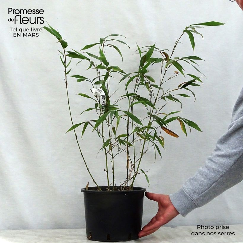 Amostra de Phyllostachys iridescens Vaso de 4 L/5 L tal como entregue na primavera