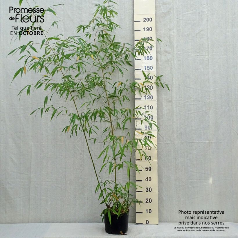 Amostra de Phyllostachys iridescens Vaso de 4 L/5 L tal como entregue no outono