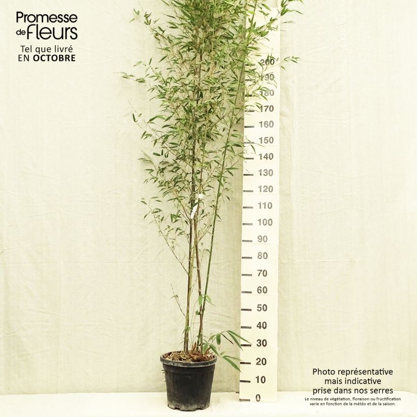 Amostra de Phyllostachys nigra Boryana Vaso de 12 L/15 L tal como entregue no outono