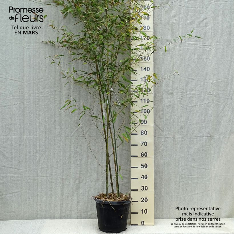 Amostra de Phyllostachys nigra Boryana Vaso de 12 L/15 L tal como entregue na primavera