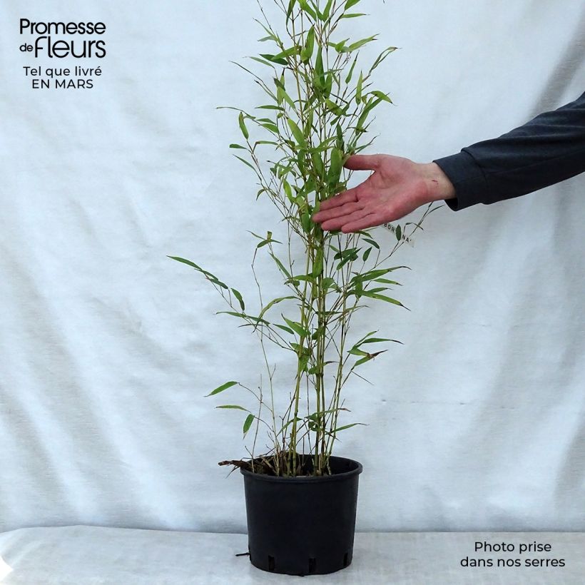Amostra de Phyllostachys nigra Boryana Vaso de 4 L/5 L tal como entregue na primavera