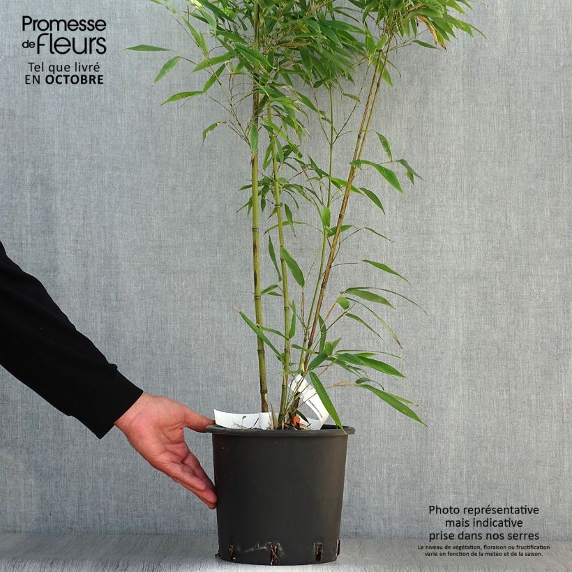 Amostra de Phyllostachys nigra Boryana Vaso de 4 L/5 L tal como entregue no outono