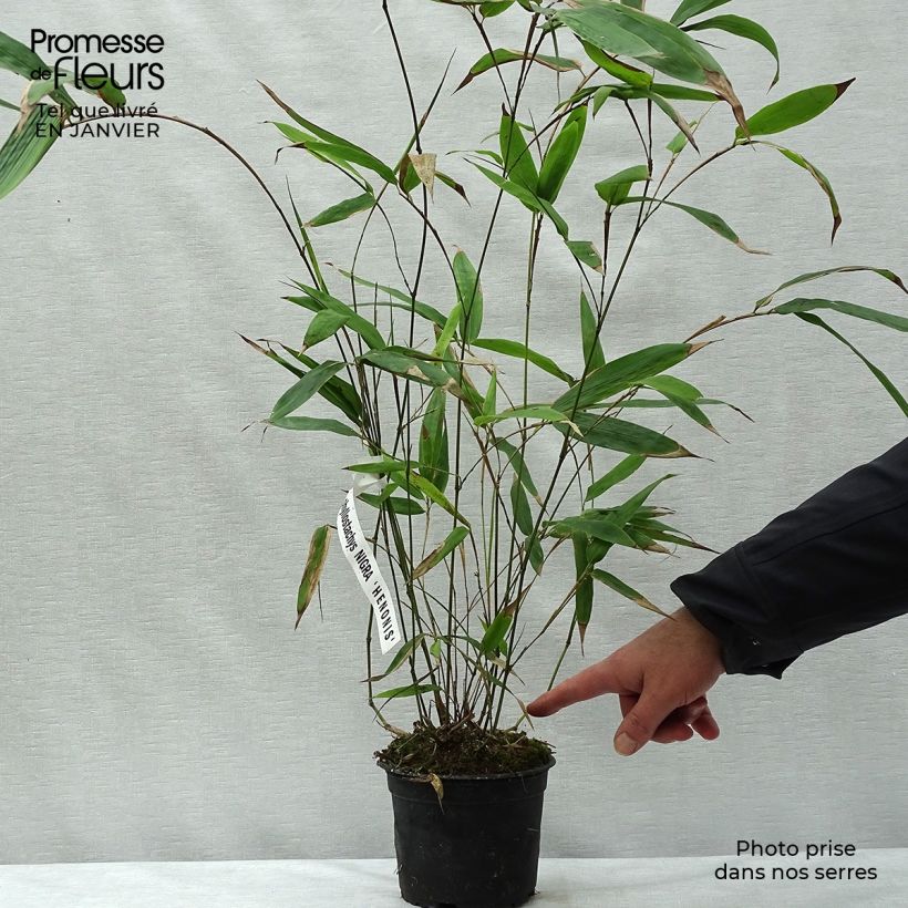 Amostra de Phyllostachys nigra Henonis - Bambou géant Vaso de 2 L/3 L tal como entregue no inverno