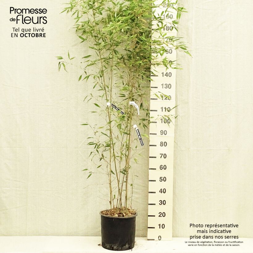 Amostra de Phyllostachys nigra Henonis Vaso de 12 L/15 L tal como entregue no outono