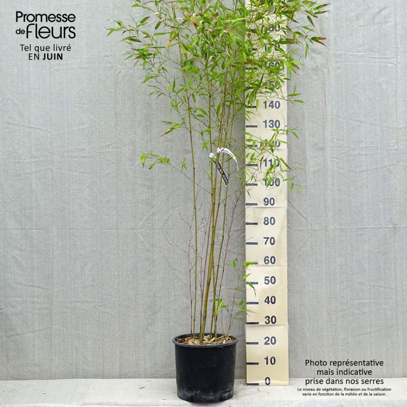 Amostra de Phyllostachys nigra Henonis Vaso de 12 L/15 L tal como entregue no verão