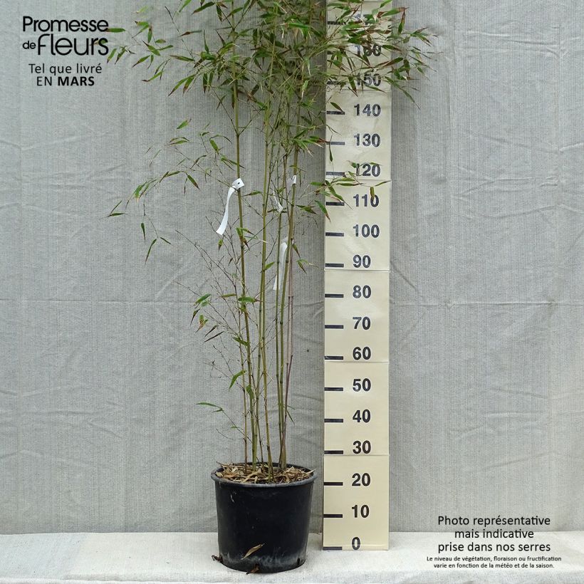 Amostra de Phyllostachys nigra Henonis - Bambou géant Vaso de 12 L/15 L tal como entregue no inverno
