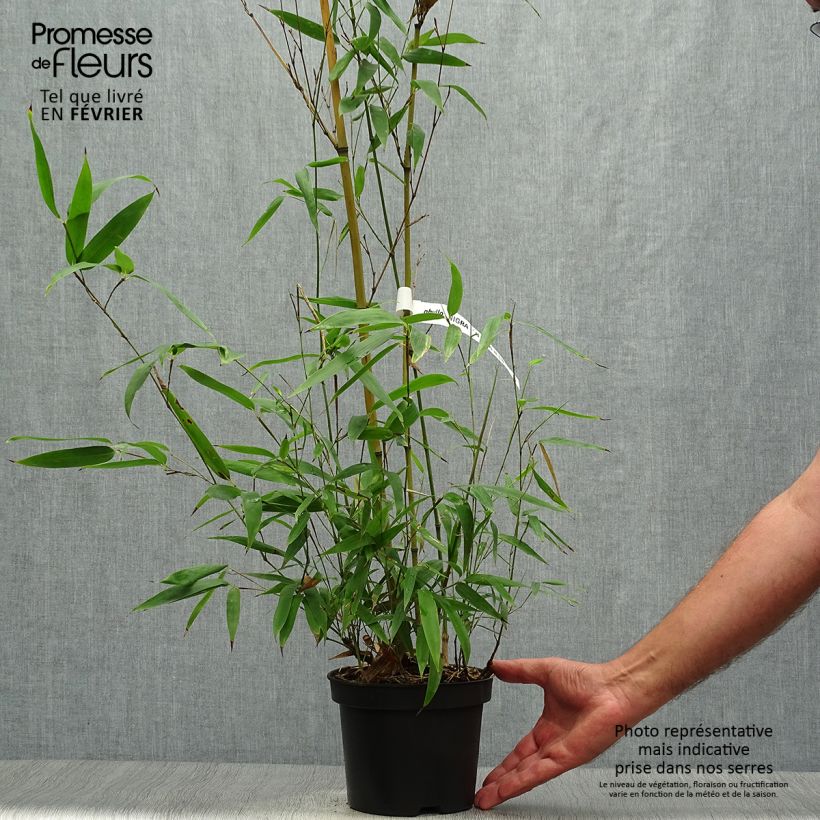 Amostra de Phyllostachys nigra Henonis Vaso de 2 L/3 L tal como entregue no outono
