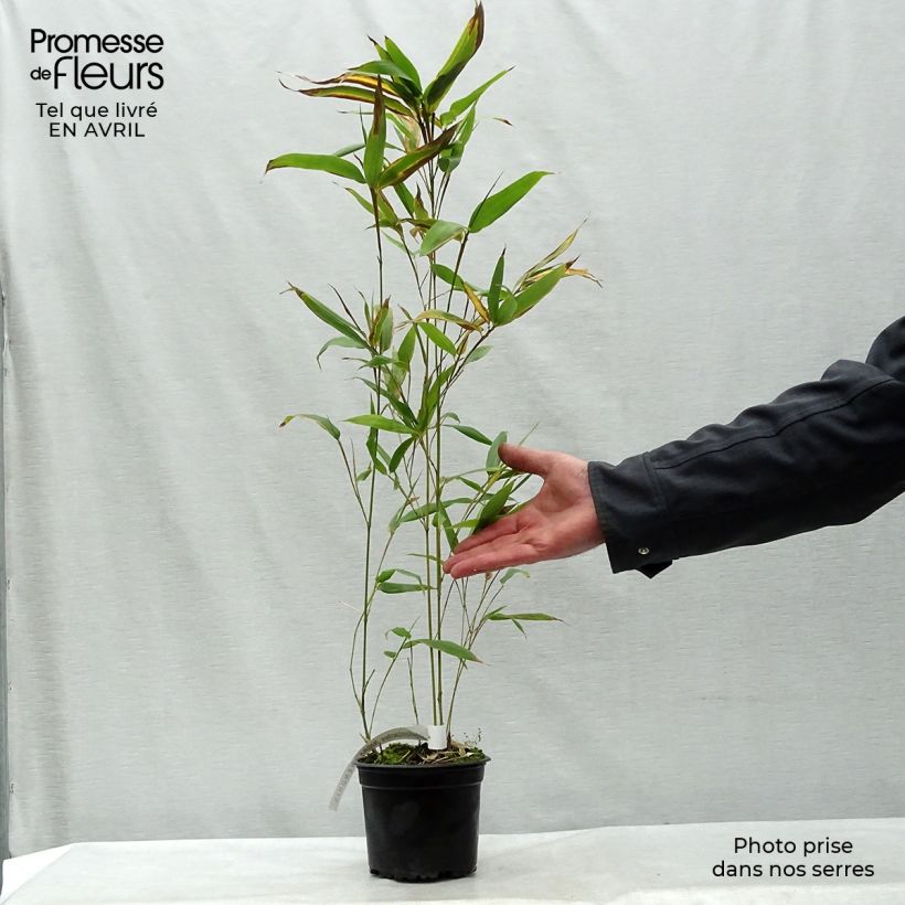 Amostra de Phyllostachys nigra Henonis Vaso de 2 L/3 L tal como entregue na primavera